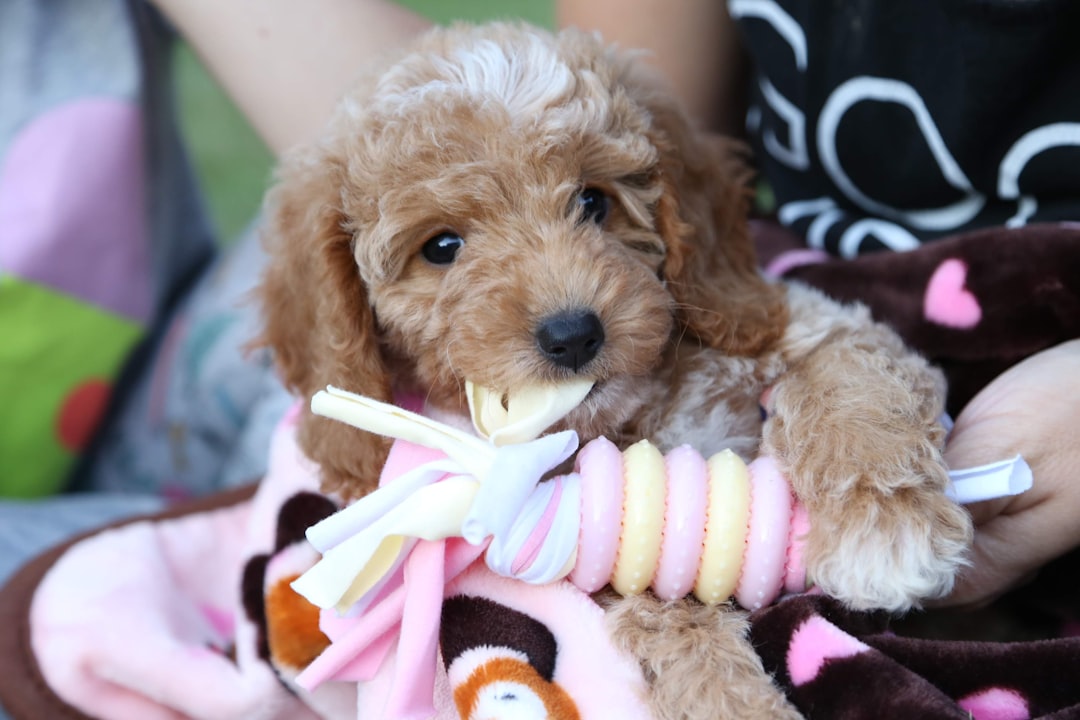 Photo Goldendoodle, shedding